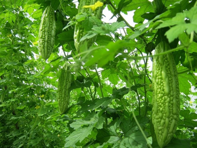 Tránh lạm dụng mướp đắng, chỉ nên dùng với một lượng vừa phải