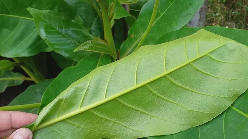 Trị viêm họng bằng lá bàng non
