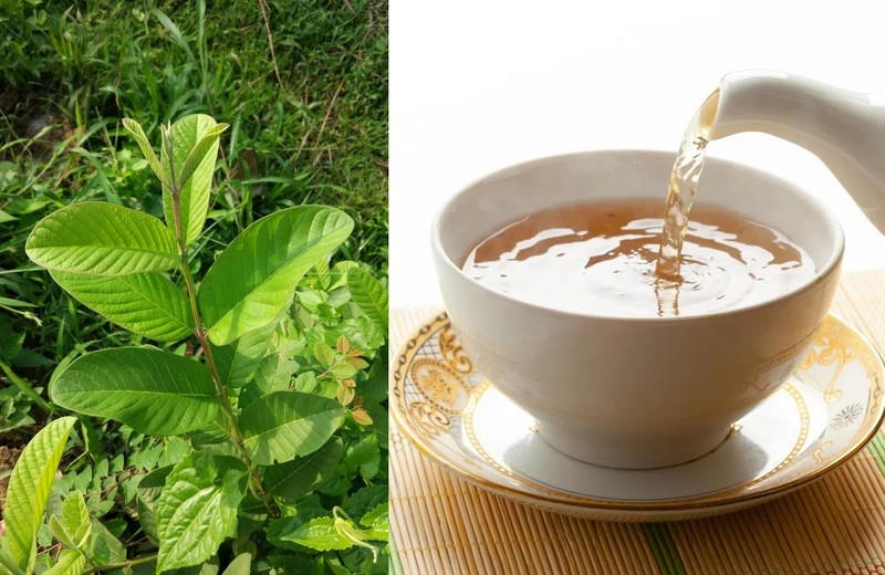 Uống trà lá ổi thường xuyên giúp cải thiện tình trạng đường huyết cao