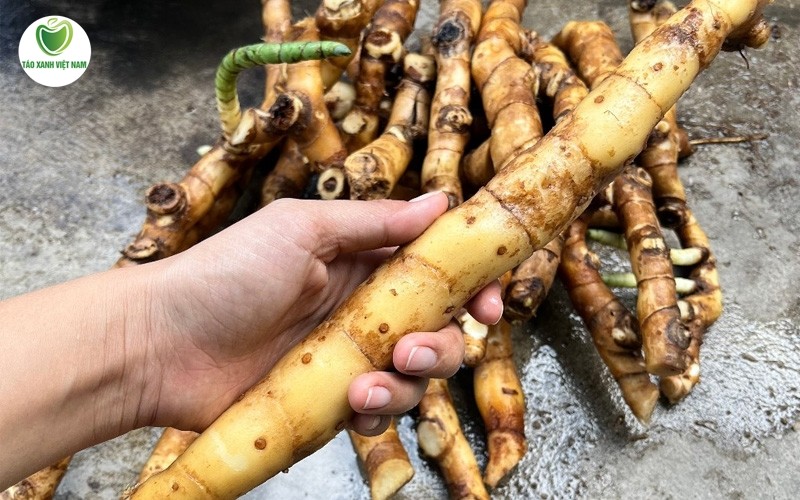 Củ cát lồi có hình dáng rất giống củ gừng hay củ riềng non nhưng kích thước lớn hơn