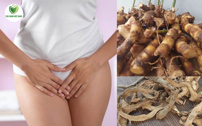 Củ cát lồi chứa nhiều hoạt chất kháng nấm khuẩn và chống viêm, hỗ trợ điều trị bệnh phụ khoa