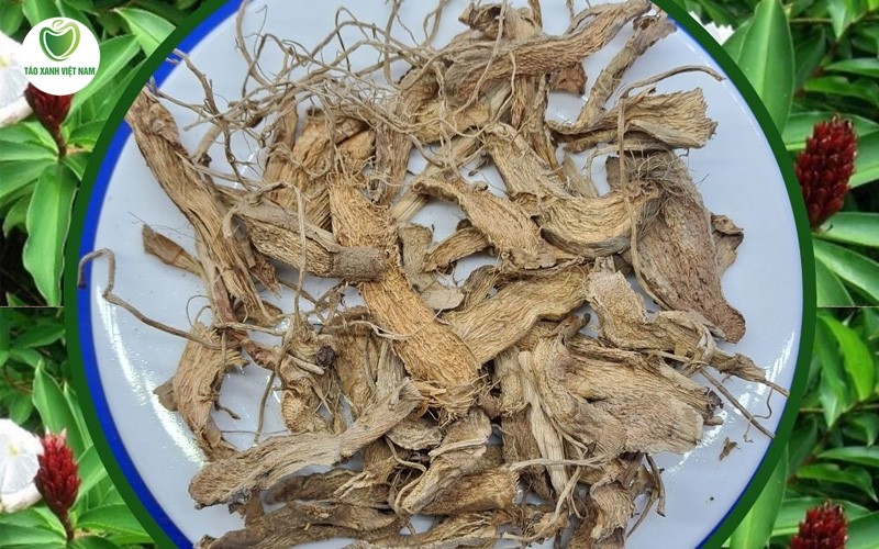 Giải đáp các thắc mắc thường gặp về củ cát lồi trị bệnh phụ khoa
