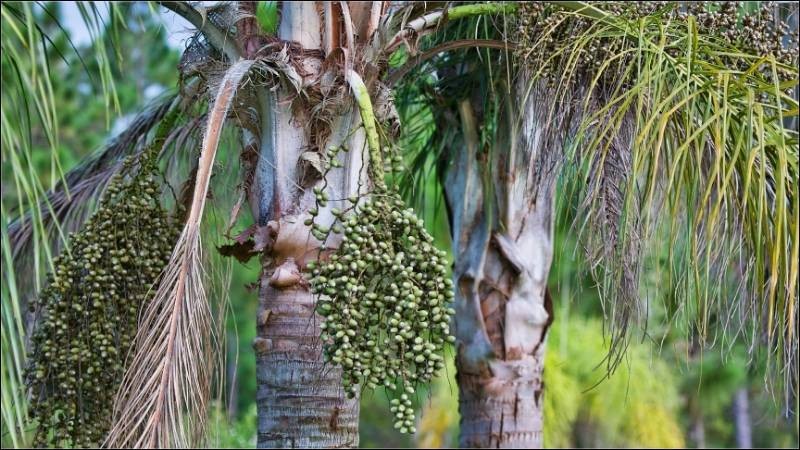 Hạt đác là loại hạt thu hoạch từ cây đác hay còn gọi là cây báng