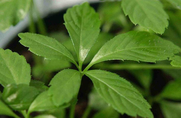 Giảo cổ lam dược liệu quý đang được ứng dụng trong Y Học Cổ Truyền