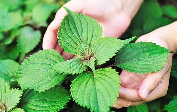 Nước tía tô với đường phèn và gừng tươi