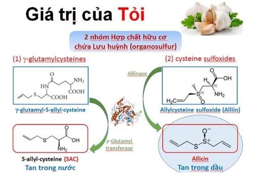 Tỏi chứa nhiều hoạt chất có lợi cho sức khỏe con người