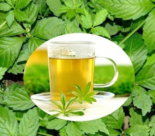 Giảo cổ lam có công dụng gì là thắc của nhiều người khi tìm hiểu về vị thuốc này