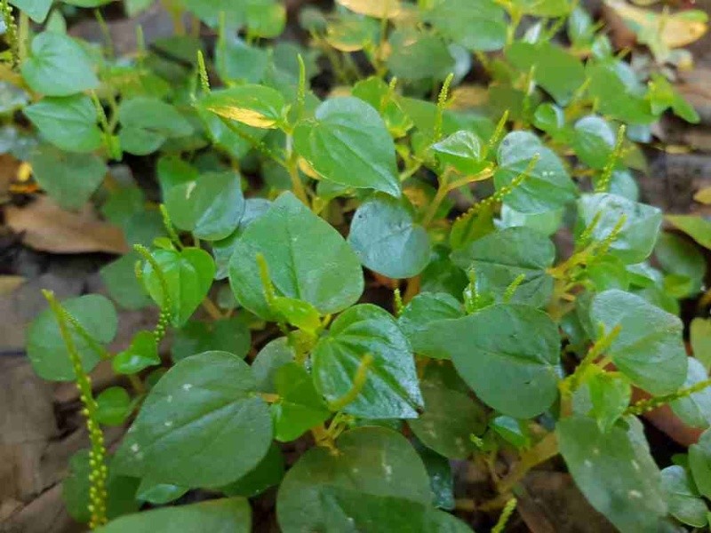 Rau càng cua chứa các vitamin và khoáng chất tốt cho cơ thể