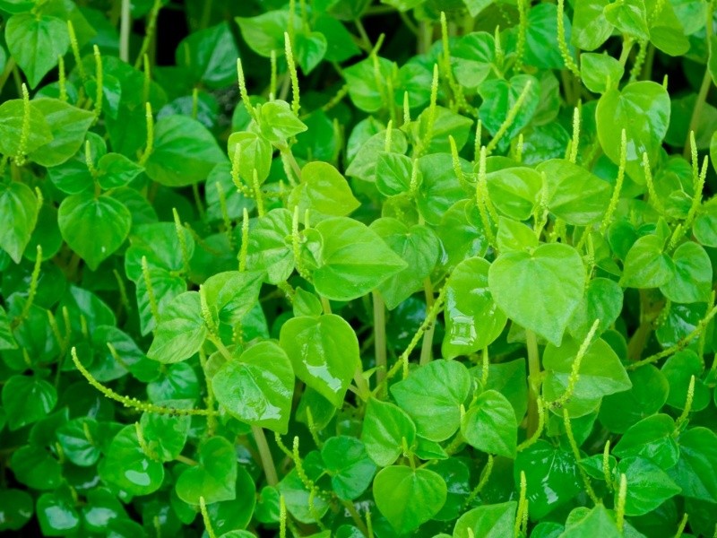 Chống viêm là một trong những công dụng của rau càng cua