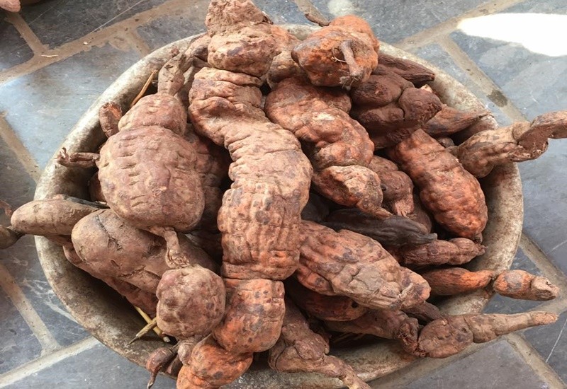 Hà thủ ô có nhiều công dụng, rất tốt cho sức khỏe