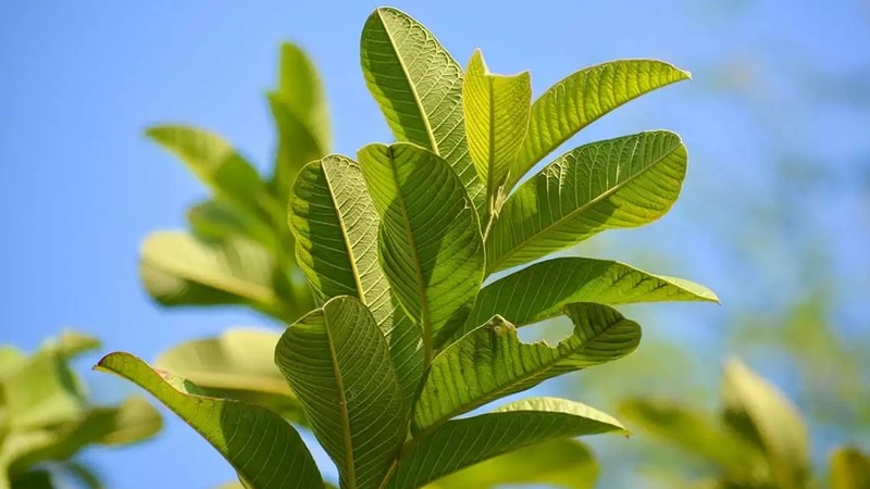 Hình ảnh lá ổi tươi xanh, lá ổi non có nhiều gân lá nổi rõ
