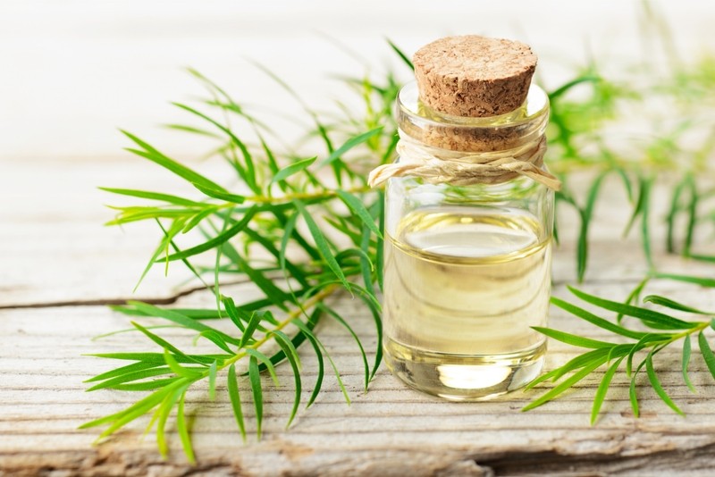 Cận cảnh cây tràm trà (Melaleuca alternifolia) với những lá kim đặc trưng