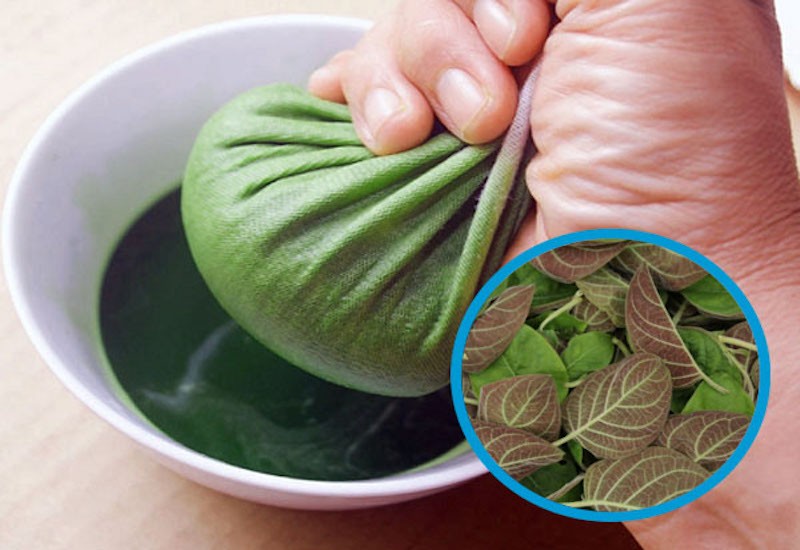 Uống nước lá mơ lông có thể chữa đau dạ dày