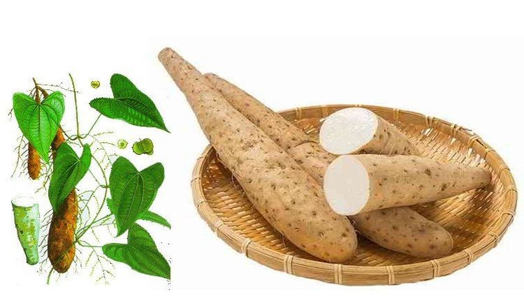 Trong đông y hoài sơn có tác dụng trong điều trị một số bệnh lý khác nhau