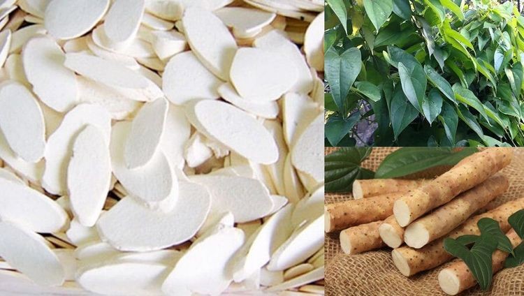 Hoài sơn có tác dụng trong điều trị tiểu đường và một số bệnh lý khác