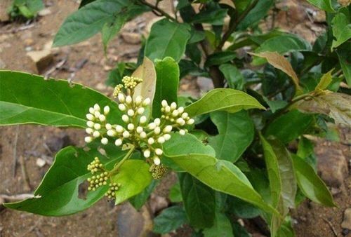 Cây xạ đen được biết đến là một loại dược liệu quý giá trong y học cổ truyền