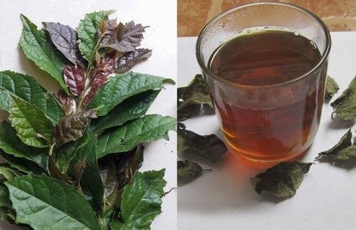 Lá xạ đen, một trong những bộ phận chính được dùng làm dược liệu với nhiều công dụng