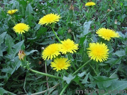 Cây bồ công anh có thể dùng để hỗ trợ điều trị nhiều loại bệnh