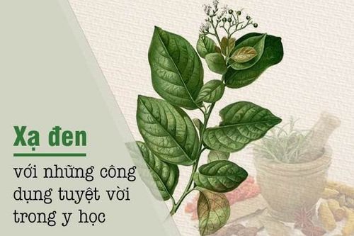 Người dùng cần tìm hiểu kỹ về cây xạ đen để biết liệu nó có thể chữa bệnh gì cho mình hay không