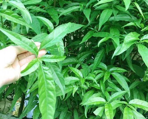 Cần thận trọng và tìm hiểu kỹ về tác dụng phụ của cây xương khỉ trước khi sử dụng