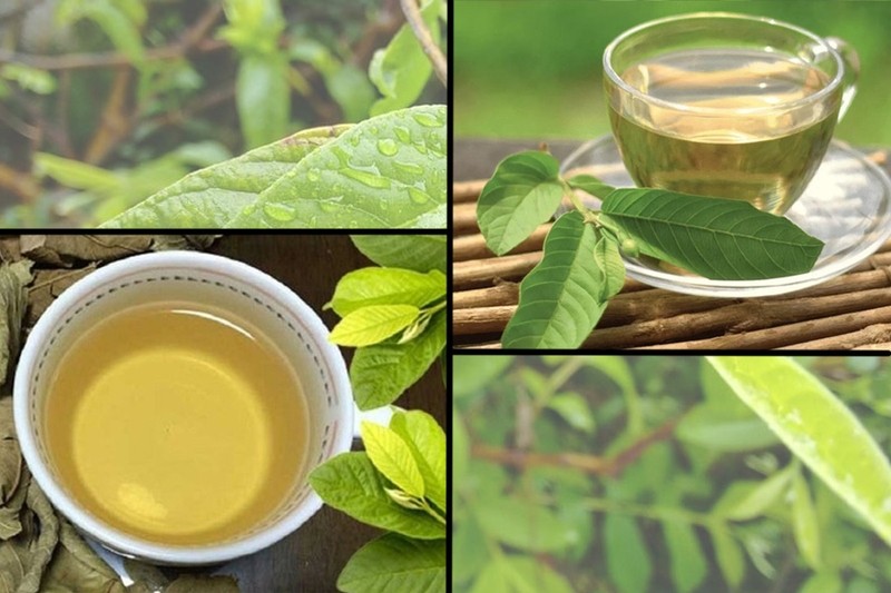 Để hỗ trợ tiêu hóa và kiểm soát lượng đường huyết, nên uống trà lá ổi sau bữa trưa