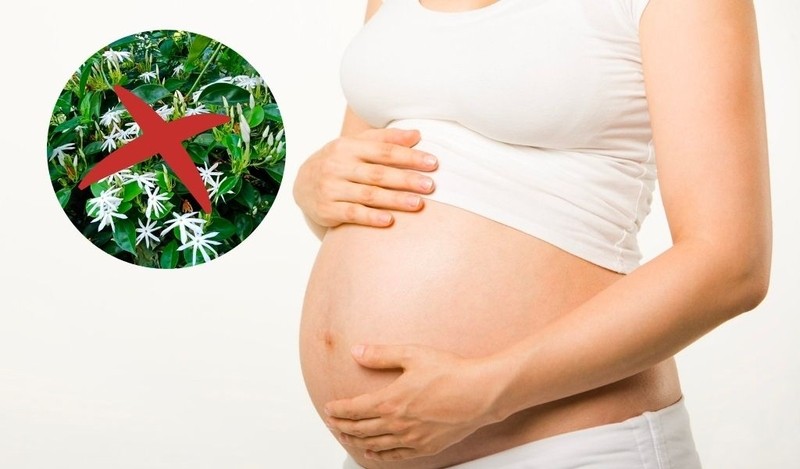 Phụ nữ có thai không nên sử dụng chè vằng