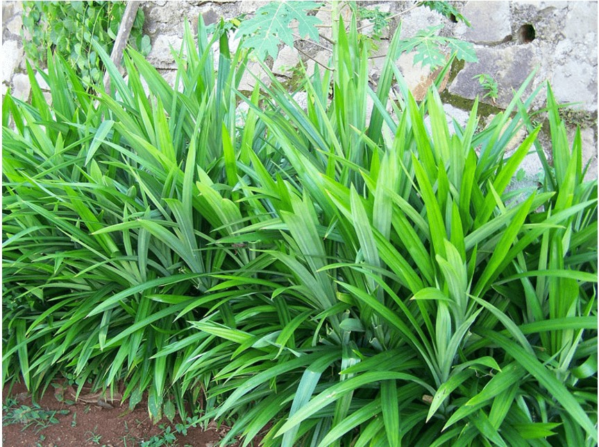 Cây lá dứa hay lá nếp thơm, một loại cây thân thảo phổ biến