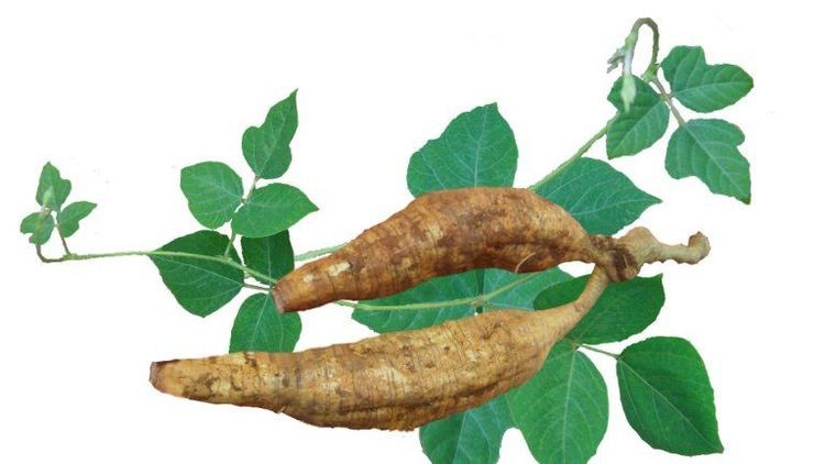 Ăn sắn dây có tác dụng gì - sắn dây giúp hỗ trợ trị một số bệnh