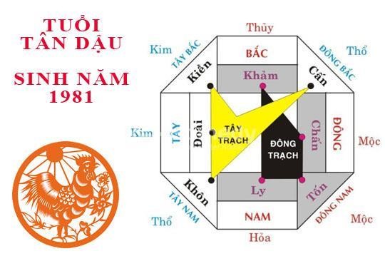 Sinh năm 1981 hợp hướng nào?