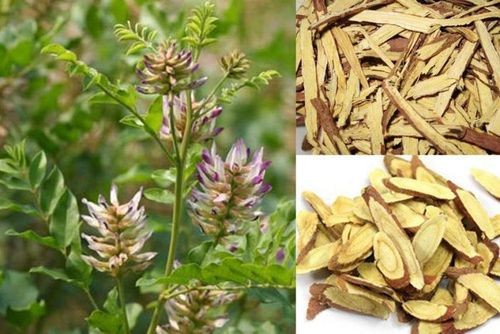 Nắm vững tác dụng và liều lượng của cam thảo là rất quan trọng để đảm bảo an toàn