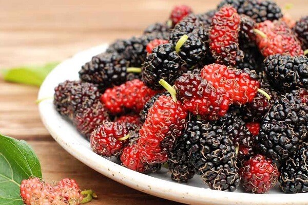 Dâu tằm chín mọng với màu đỏ và đen quyến rũ