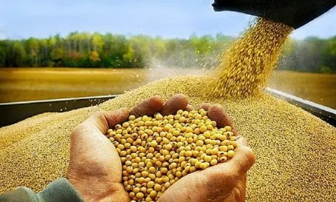 Bộ Tài chính xem xét giảm thuế nhập khẩu khô đậu tương