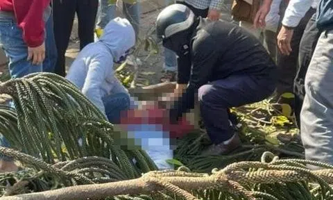 Người phụ nữ bị trọng thương vì cây xanh bất ngờ đổ và đè trúng
